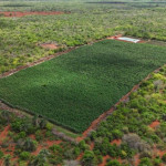 Auxílio Financeiro Histórico para os Sisaleiros de Várzea Nova: Um Marco na Agricultura Local